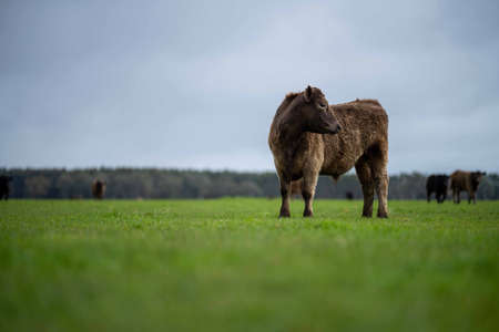 Close up of Stud Beef bulls, cows and calves grazing on grass in a field, in Australia. breeds of cattle include speckled park, murray grey, angus, brangus and wagyu on long pasture in spring and summer.の写真素材