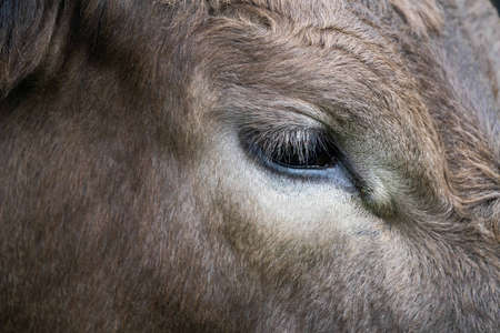 Close up of Stud Beef bulls, cows and calves grazing on grass in a field, in Australia. breeds of cattle include speckled park, murray grey, angus, brangus and wagyu on long pasture in spring and summer.の写真素材
