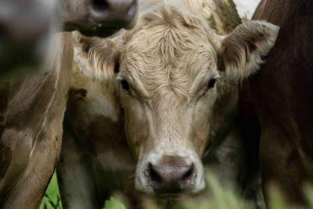 Close up of Stud Beef bulls, cows and calves grazing on grass in a field, in Australia. breeds of...