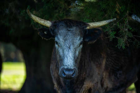 Close up of Stud Beef bulls, cows and calves grazing on grass in a field, in Australia. breeds of...