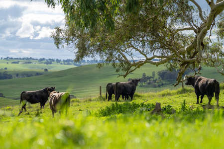 Close up of Stud Beef bulls, cows and calves grazing on grass in a field, in Australia. breeds of cattle include speckled park, murray grey, angus, brangus and wagyu on long pasture in spring and summer.の写真素材