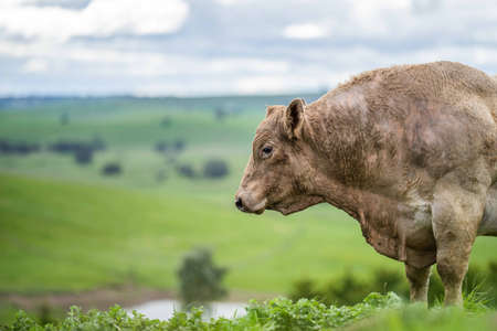 Close up of Stud Beef bulls, cows and calves grazing on grass in a field, in Australia. breeds of cattle include speckled park, murray grey, angus, brangus and wagyu on long pasture in spring and summer.の写真素材