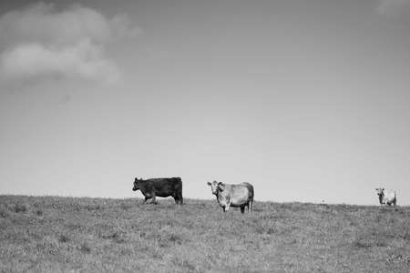 Stud Angus, wagyu, Murray grey, Dairy and beef Cows and Bulls grazing on grass and pasture in a field. The animals are organic and free range, being grown on an agricultural farm in Australia.の写真素材