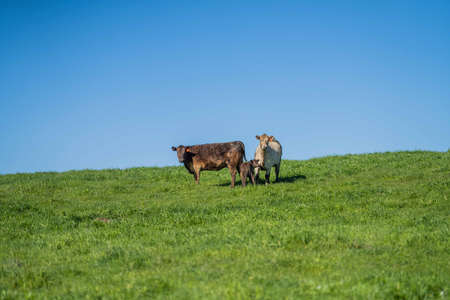 Stud Angus, wagyu, Murray grey, Dairy and beef Cows and Bulls grazing on grass and pasture in a...
