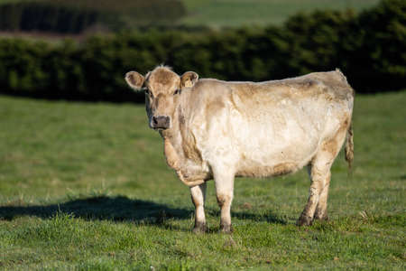 Stud Angus, wagyu, Murray grey, Dairy and beef Cows and Bulls grazing on grass and pasture in a field. The animals are organic and free range, being grown on an agricultural farm in Australia.の写真素材