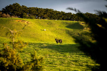 Close up of beef cows and calves grazing on grass in Australia, on a farming ranch. Cattle eating...