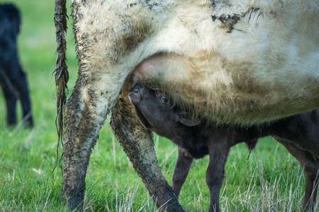 Close up of Stud Beef bulls, cows and calves grazing on grass in a field, in Australia. breeds of...
