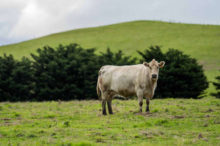 Stud Angus, wagyu, Murray grey, Dairy and beef Cows and Bulls grazing on grass and pasture in a field. The animals are organic and free range, being grown on an agricultural farm in Australia.の写真素材