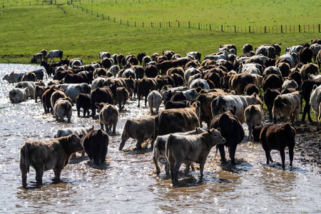 Close up of beef cows and calves grazing on grass in Australia, on a farming ranch. Cattle eating hay and silage. breeds include speckled park, Murray grey, angus, Brangus, hereford, wagyu, dairy cows.の素材 [FY310176185822]