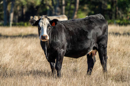 Close up of Stud Beef bulls, cows and calves grazing on grass in a field, in Australia. breeds of...
