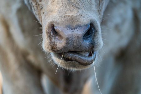 Close up of Stud Beef bulls, cows and calves grazing on grass in a field, in Australia. breeds of...