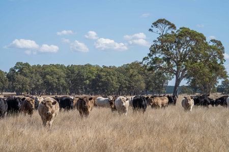 Close up of Stud Beef bulls, cows and calves grazing on grass in a field, in Australia. breeds of cattle include speckled park, murray grey, angus, brangus and wagyu on long pasture in summer.の写真素材