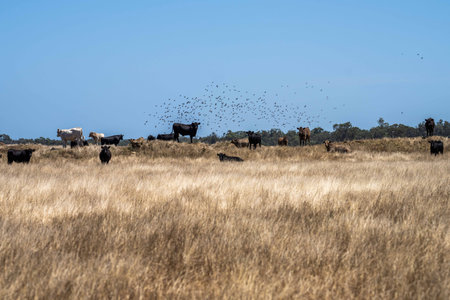 Close up of Stud Beef bulls and cows grazing on dry grass in a field, in Australia, during a drought. In summer eating hay and silage. breeds include speckled park, murray grey, angus, brangus and wagyu.の写真素材