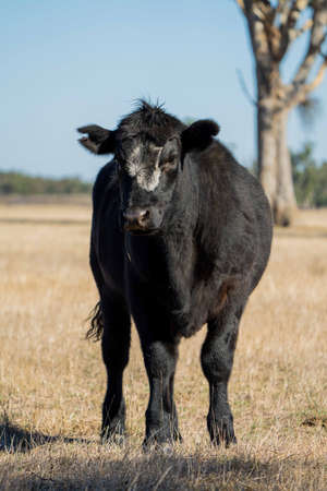 Close up of Stud Beef bulls, cows and calves grazing on grass in a field, in Australia. breeds of...
