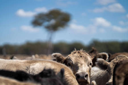 Close up of Stud Beef bulls, cows and calves grazing on grass in a field, in Australia. breeds of cattle include speckled park, murray grey, angus, brangus and wagyu on long pasture in summer.の写真素材