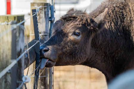 Close up of Stud Beef bulls, cows and calves grazing on grass in a field, in Australia. breeds of cattle include speckled park, murray grey, angus, brangus and wagyu on long pasture in summer.の写真素材