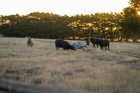 Close up of Stud Beef bulls, cows and calves grazing on grass in a field, in Australia. breeds of...