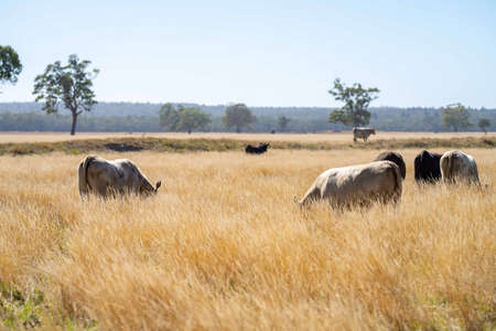 Close up of Stud Beef bulls, cows and calves grazing on grass in a field, in Australia. breeds of cattle include speckled park, murray grey, angus, brangus and wagyu on long pasture in summer.の写真素材
