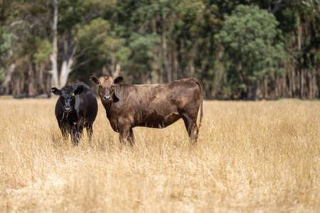 Close up of Stud Beef bulls and cows grazing on dry grass in a field, in Australia, during a...