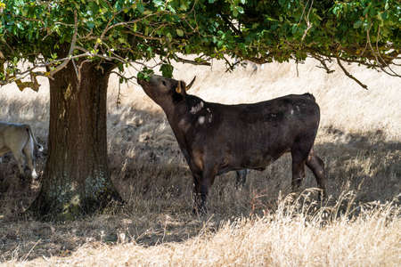 Close up of Stud Beef bulls and cows grazing on dry grass in a field, in Australia, during a...