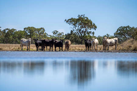 Close up of Stud Beef bulls and cows grazing on dry grass in a field, in Australia, during a drought. In summer eating hay and silage. breeds include speckled park, murray grey, angus, brangus and wagyu.の写真素材