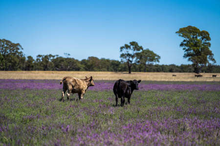 Close up of Stud Beef bulls and cows grazing on dry grass in a field, in Australia, during a drought. In summer eating hay and silage. breeds include speckled park, murray grey, angus, brangus and wagyu.の写真素材
