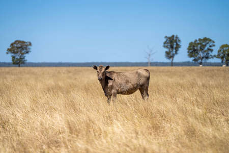 Close up of Stud Beef bulls and cows grazing on dry grass in a field, in Australia, during a drought. In summer eating hay and silage. breeds include speckled park, murray grey, angus, brangus and wagyu.の写真素材