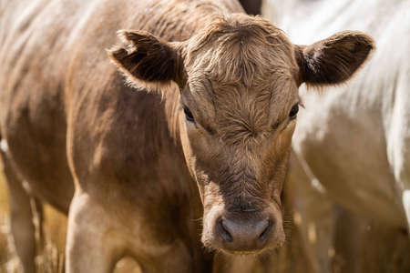 Close up of Stud Beef bulls and cows grazing on dry grass in a field, in Australia, during a drought. In summer eating hay and silage. breeds include speckled park, murray grey, angus, brangus and wagyu.の写真素材