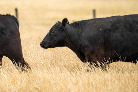 Close up of Stud Beef bulls and cows grazing on dry grass in a field, in Australia, during a drought. In summer eating hay and silage. breeds include speckled park, murray grey, angus, brangus and wagyu.の写真素材