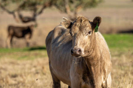 Stud Angus, wagyu, Murray grey, Dairy and beef Cows and Bulls grazing on grass and pasture in a field during summer. The animals are organic and free range, being grown on an agricultural farm in Australia during a drought.の写真素材