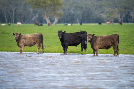 Beef cows and calves grazing on grass in Australia. Eating hay and silage. breeds include speckled park, murray grey, angus, brangus and dairy cows.の写真素材