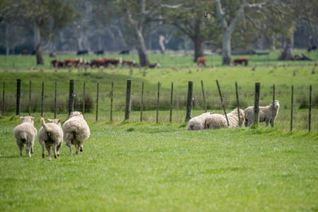 Merino sheep, grazing and eating grass in New zealand and Australiaの写真素材