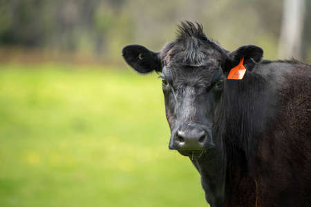 Beef cows and calves grazing on grass in Australia. Eating hay and silage. breeds include speckled park, murray grey, angus, brangus and dairy cows.の写真素材