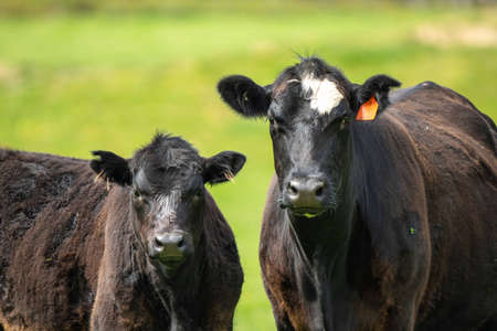 Beef cows and calves grazing on grass in Australia. Eating hay and silage. breeds include speckled park, murray grey, angus, brangus and dairy cows.の写真素材