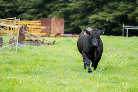 Close up of Stud Beef bulls, cows and calves grazing on grass in a field, in Australia. breeds of cattle include speckled park, murray grey, angus, brangus and wagyu eating grain and wheat.の写真素材