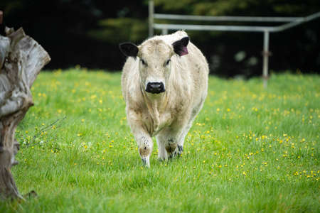 Close up of Stud Beef bulls, cows and calves grazing on grass in a field, in Australia. breeds of...