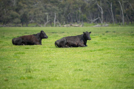 Beef cows and calves grazing on grass in Australia. Eating hay and silage. breeds include speckled park, murray grey, angus, brangus and dairy cows.の写真素材