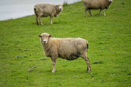 Merino sheep, grazing and eating grass in New zealand and Australiaの写真素材