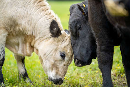 Close up of Stud Beef bulls, cows and calves grazing on grass in a field, in Australia. breeds of cattle include speckled park, murray grey, angus, brangus and wagyu eating grain and wheat.の写真素材