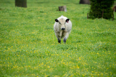 Close up of Stud Beef bulls, cows and calves grazing on grass in a field, in Australia. breeds of cattle include speckled park, murray grey, angus, brangus and wagyu eating grain and wheat.の写真素材