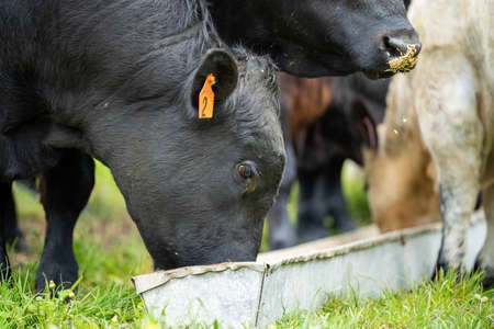 Close up of Stud Beef bulls, cows and calves grazing on grass in a field, in Australia. breeds of cattle include speckled park, murray grey, angus, brangus and wagyu eating grain and wheat.の写真素材