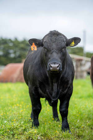 Close up of Stud Beef bulls, cows and calves grazing on grass in a field, in Australia. breeds of cattle include speckled park, murray grey, angus, brangus and wagyu eating grain and wheat.の写真素材