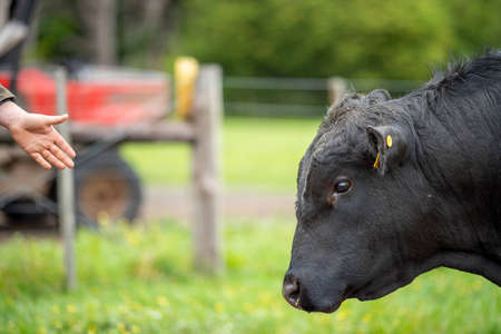 Close up of Stud Beef bulls, cows and calves grazing on grass in a field, in Australia. breeds of...