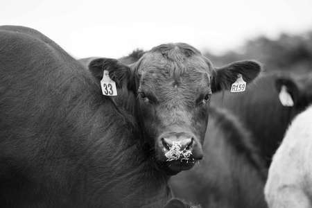 Close up of Stud Beef bulls, cows and calves grazing on grass in a field, in Australia. breeds of cattle include speckled park, murray grey, angus, brangus and wagyu eating grain and wheat.の写真素材