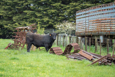 Close up of Stud Beef bulls, cows and calves grazing on grass in a field, in Australia. breeds of cattle include speckled park, murray grey, angus, brangus and wagyu eating grain and wheat.の写真素材