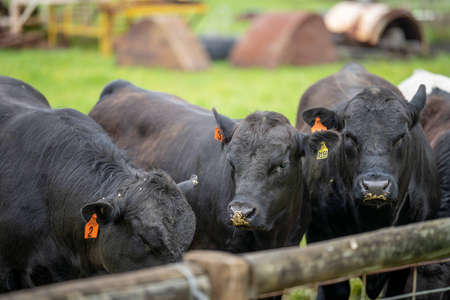 Close up of Stud Beef bulls, cows and calves grazing on grass in a field, in Australia. breeds of cattle include speckled park, murray grey, angus, brangus and wagyu eating grain and wheat.の写真素材