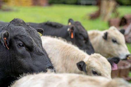 Close up of Stud Beef bulls, cows and calves grazing on grass in a field, in Australia. breeds of cattle include speckled park, murray grey, angus, brangus and wagyu eating grain and wheat.の写真素材