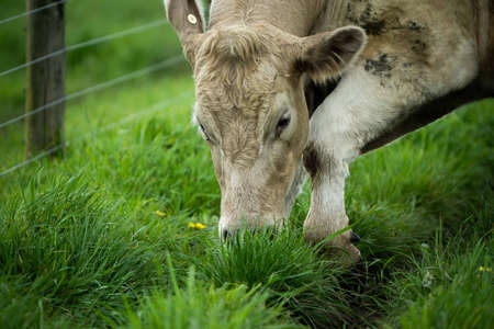 Close up of cows in a field, grazing on pasture, in Australiaの写真素材