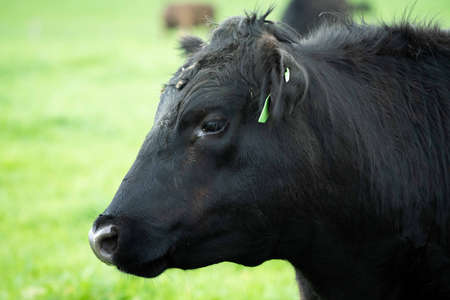 Close up of cows in a field, grazing on pasture, in Australiaの写真素材