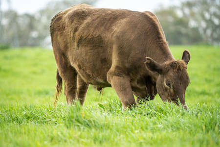 Close up of cows in a field, grazing on pasture, in Australiaの写真素材